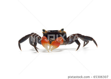 Akanegan Akanegan 65306307