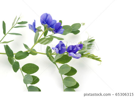 Hama Endo Hama Endo 65306315