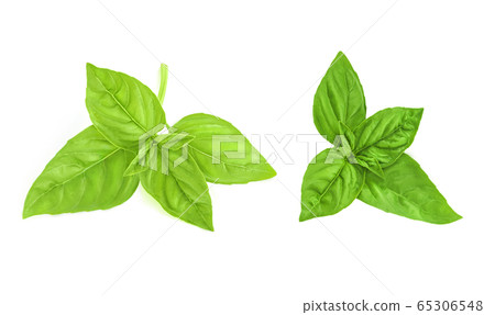 Fresh green basil leaves isolated on white 65306548