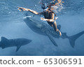 Woman is snorkeling with whale sharks in deep blue ocean 65306591