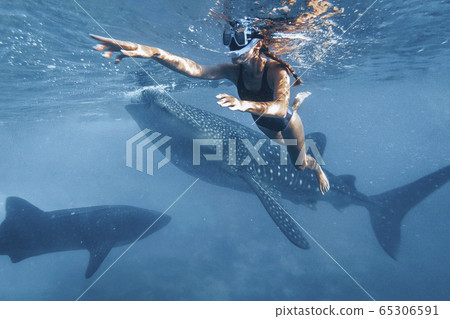 Woman is snorkeling with whale sharks in deep blue ocean Woman is snorkeling with whale sharks in deep blue ocean 65306591