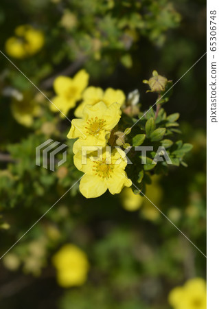 Shrubby Cinquefoil Shrubby Cinquefoil 65306748