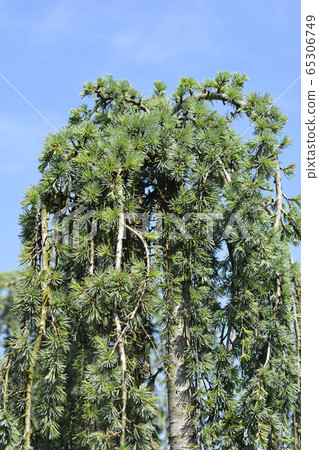 Weeping Blue atlas cedar Weeping Blue atlas cedar 65306749
