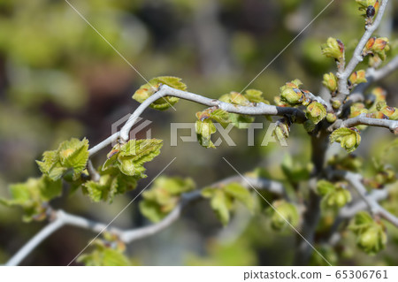 Corkscrew hazel Twister Corkscrew hazel Twister 65306761