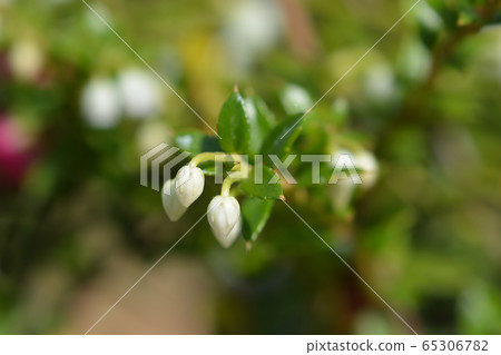 American wintergreen American wintergreen 65306782