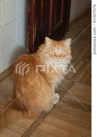 Red young cat is sitting on the wooden floor and looking at the camera, domestic pets concept Red young cat is sitting on the wooden floor and looking at the camera, domestic pets concept 65307078