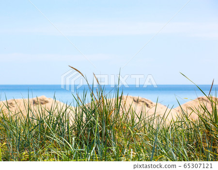 Beautiful dunes by the sea in summer Beautiful dunes by the sea in summer 65307121