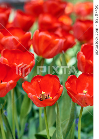 Red fresh tulips blooming in the garden, closeup. 65307450