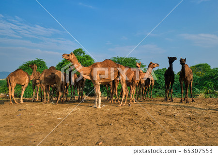 Camels at Pushkar Mela Pushkar Camel Fair , India 65307553