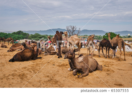 Camels at Pushkar Mela Pushkar Camel Fair , India 65307555