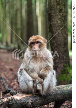 macaque monkey portrait with rainforest background closeup fluffy cute emotional monkey forest zoo bokeh 65307652