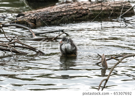 cute little duckling swimming in water germany fluffy swan 65307692