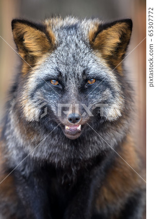 Portrait silver Fox, beautiful animal on dark Portrait silver Fox, beautiful animal on dark 65307772