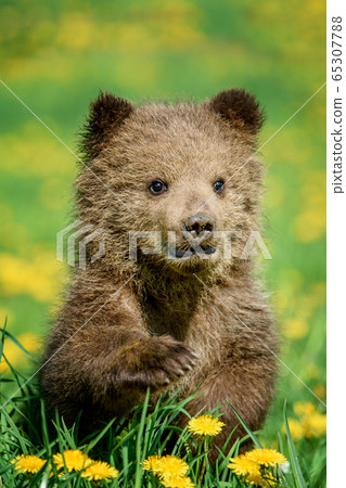 Bear cub in spring grass. Dangerous small animal Bear cub in spring grass. Dangerous small animal 65307788