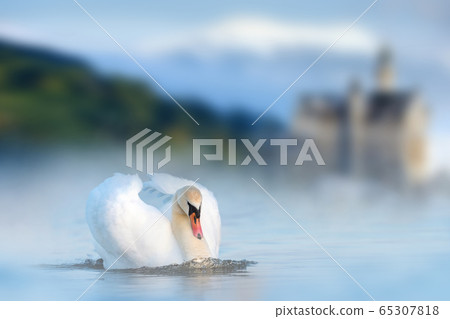 White swan in lake on castle and mountain White swan in lake on castle and mountain 65307818