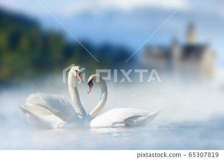 Couple of white swans in lake on castle and 65307819