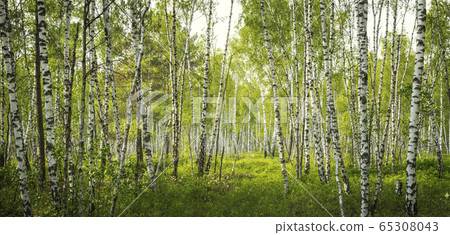 Birch tree forest in Biebrza National Park, Poland 65308043