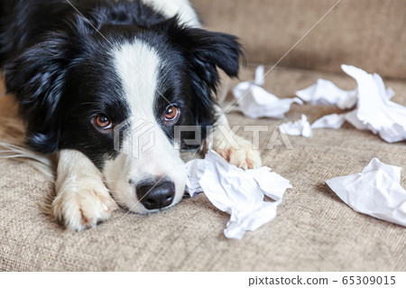 Naughty playful puppy dog border collie after Naughty playful puppy dog border collie after 65309015