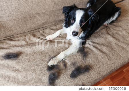 Funny portrait of cute puppy dog border collie Funny portrait of cute puppy dog border collie 65309026