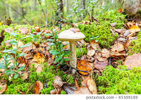 Edible small mushroom with brown cap Penny Bun 65309189