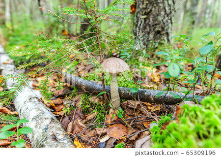 Edible small mushroom with brown cap Penny Bun 65309196