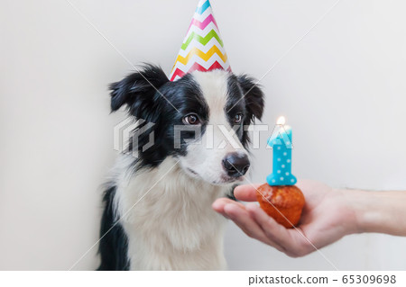 Funny portrait of cute smilling puppy dog border 65309698