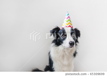 Funny portrait of cute smilling puppy dog border 65309699