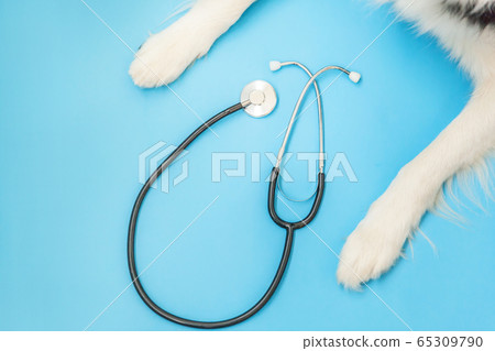 Puppy dog border collie paws and stethoscope 65309790