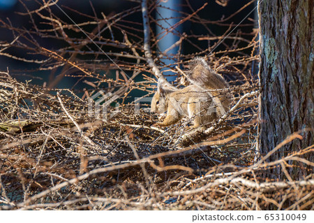 Japanese squirrel [Nagano Prefecture] 65310049