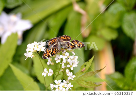 Sakahabo Hosho Sakahabo Hosho 65310357