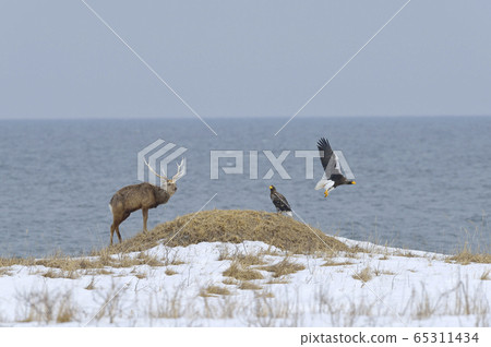 斯特勒的海鷹和鹿（北海道半島） 65311434