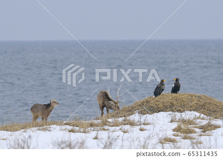 斯特勒的海鷹和鹿(北海道半島) 斯特勒的海鷹和鹿(北海道半島) 65311435