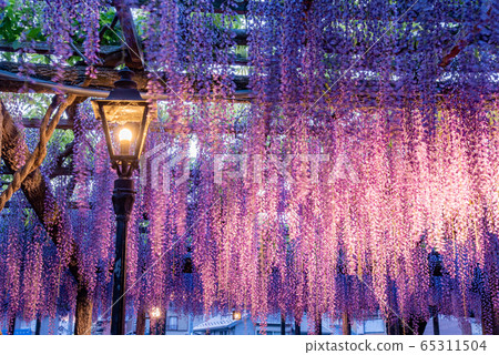 Aichi Prefecture Tsushima Fujitana Light Up 65311504