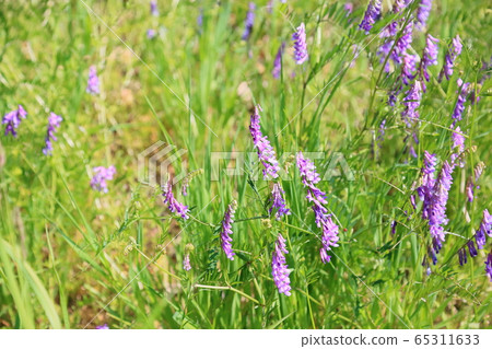 Poa peach flower flowers 65311633