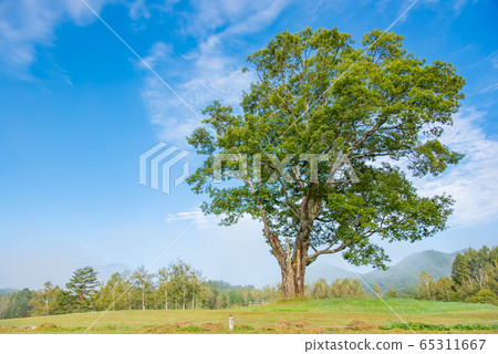 Nagano Prefecture Kaida Kogen Kiso Horse Village One tree in Asagiri 65311667