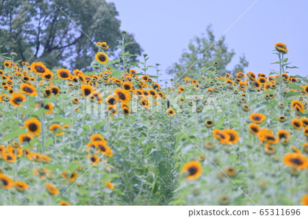 Sunflowers energetic towards the blue sky Blue sky summer 65311696