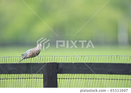 Pheasant pigeon perching on a wire net (Hokkaido) 65311697