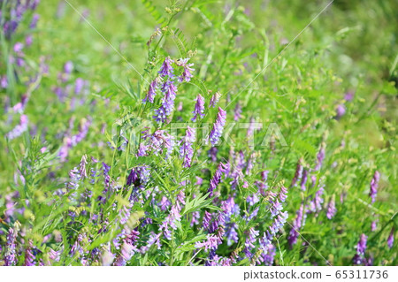 Poa peach flower flowers Poa peach flower flowers 65311736