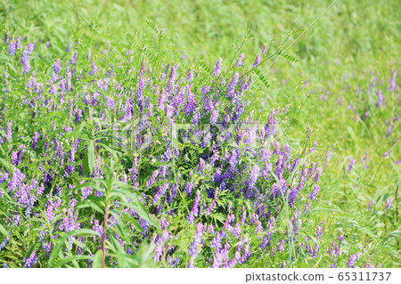 Poa peach flower flowers 65311737