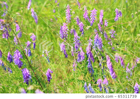 Poa peach flower flowers 65311739