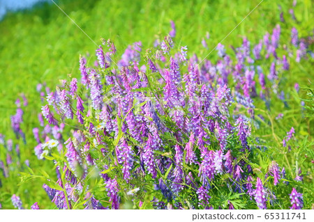 Poa peach flower flowers Poa peach flower flowers 65311741