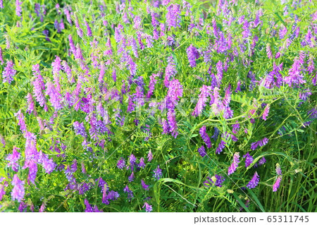 Poa peach flower flowers 65311745