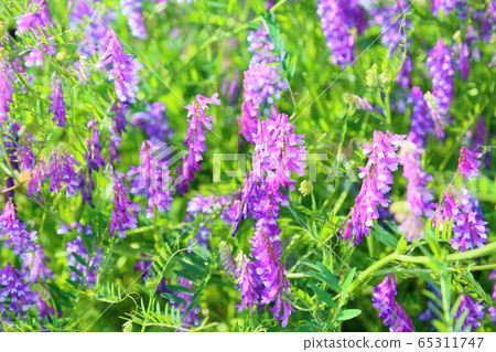 Poa peach flower flowers 65311747