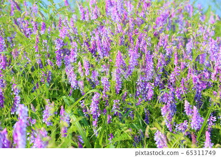 Poa peach flower flowers Poa peach flower flowers 65311749