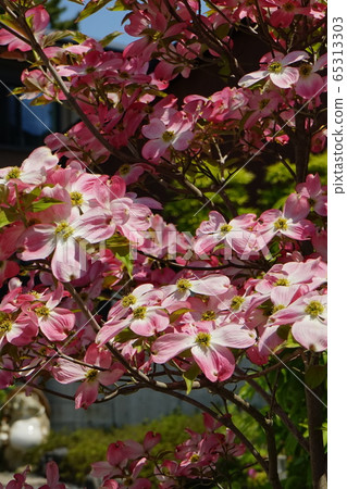 Dogwood red Dogwood red 65313303