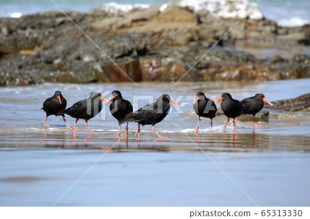 Variable oystercatchers in a line 65313330