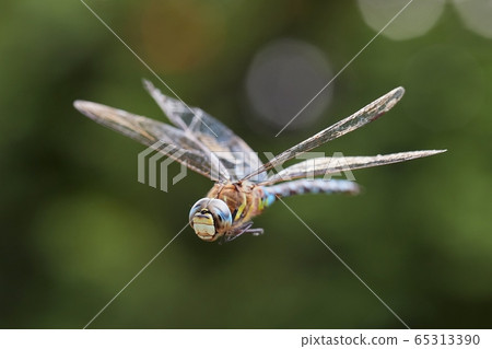 Dragonfly in flight Dragonfly in flight 65313390