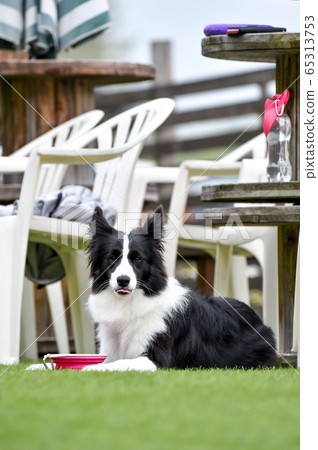 博德牧羊犬推薦 65313753