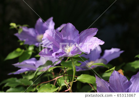 Clematis 65313867