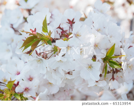 Yoshino cherry tree 65313954